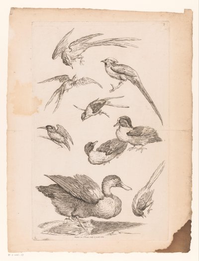 アヒル、カワセミ、おそらく極楽鳥を含む9羽の中国の鳥 いろいろな中国の鳥（連載タイトル） Livre des differentes éspeces d