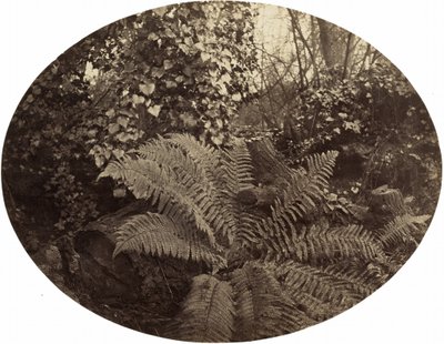 とげのあるシダの冬の葉、c。 1862年。 作： Geoffrey Bevington