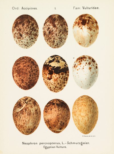 旧北区の普遍的なOology、1906年。 作： Georg Albert Julius Krause