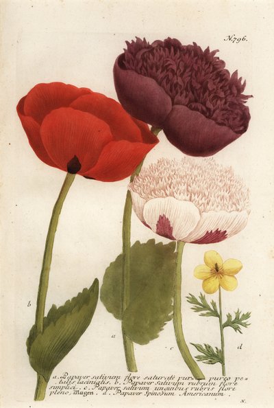 アヘンケシの品種、Papaver somniferumとAnemone mexicana 作： Georg Dionysius (after) Ehret