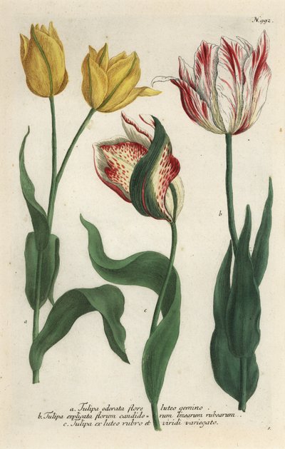 チューリップの品種、Tulipa gesneriana 作： Georg Dionysius (after) Ehret