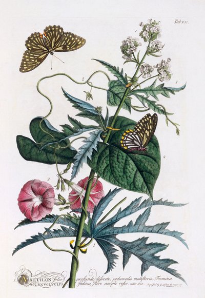 1.アブチロン、2.コンボルブルス、1748年頃の手彩色のエングレービング。 作： "Georg Dionysius Ehret