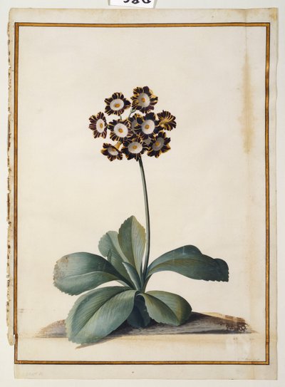 紫の多彩な耳介 作： Georg Dionysius Ehret