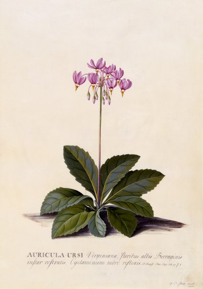 Aricula ursi、流れ星、1744年頃（手描きの彫刻） 作： ゲオルグ・ディオニシウス・エーレット