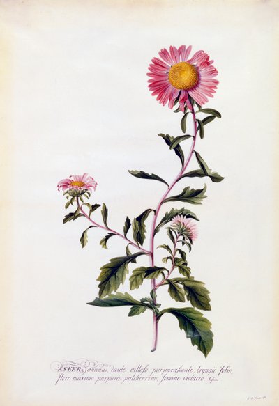 アスター、1743年頃の手彩色のエングレービング。 作： "Georg Dionysius Ehret