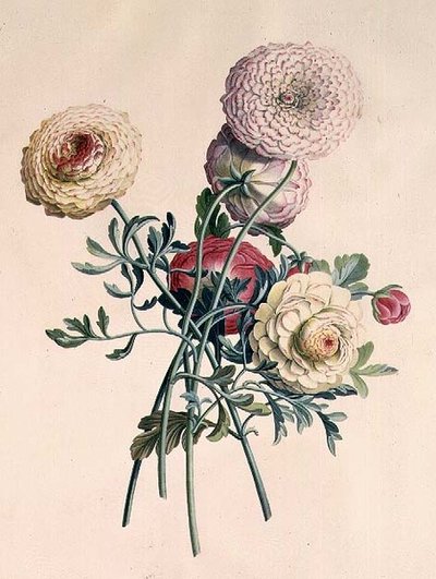 アスター 作： Georg Dionysius Ehret