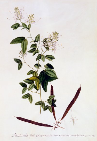 バウヒニア、1745年頃の手彩色のエングレービング。 作： "Georg Dionysius Ehret