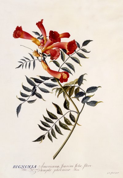 ビグノニアアメリカーナ、1743年頃（手塗りの彫刻） 作： Georg Dionysius Ehret