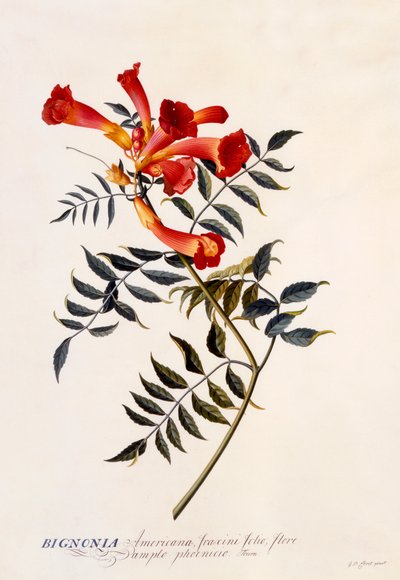 ビグニア アメリカーナ、c。 1743年の手彩色彫刻。 作： "Georg Dionysius Ehret
