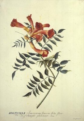 Bignonia americana, 水彩画 作： Georg Dionysius Ehret