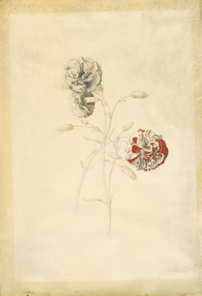カーネーション 作： Georg Dionysius Ehret
