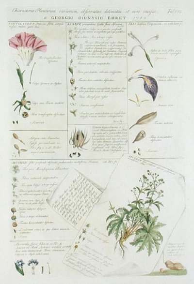 1748年から59年にかけて出版された『Plantae et Papiliones Rariores』より、花のキャラクター（手彩色プリント） 作： ゲオルグ・ディオニシウス・エーレット