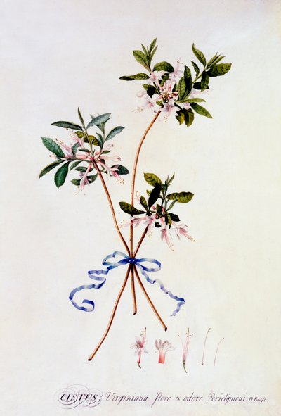 Cistus Virginiana、1743年頃の手彩色のエングレービング。 作： "Georg Dionysius Ehret