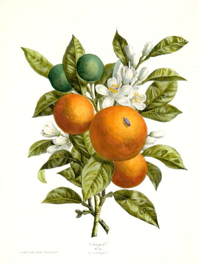 Citrus aurantiacus Orange、1730-1770。 作： ゲオルグ・ディオニシウス・エーレット