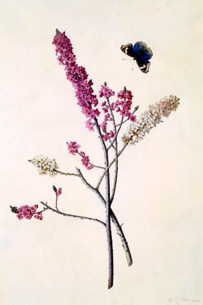蝶を抱くダフネ・メゼリウム、1740年頃の手彩色の彫刻。 作： "Georg Dionysius Ehret