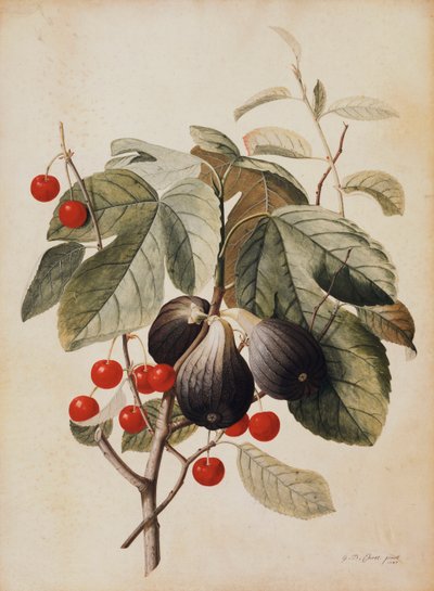 イチジクとチェリー、1747 作： Georg Dionysius Ehret