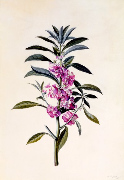 ガーデン・バルサム Impatiens Balsamina、1746年頃の手彩色の彫刻。 作： "Georg Dionysius Ehret