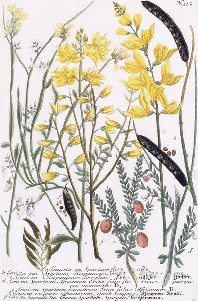 Genista 作： Georg Dionysius Ehret