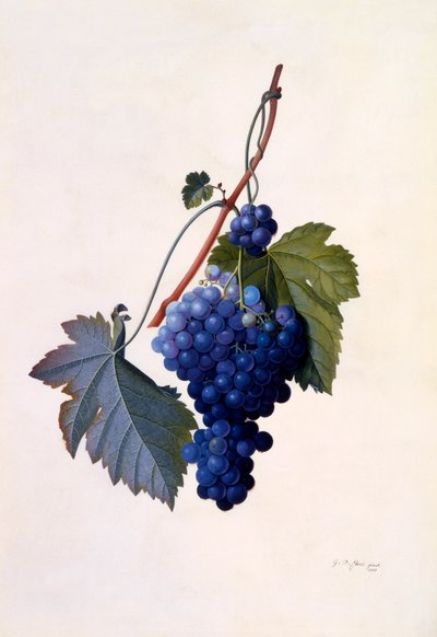 葡萄、1747年頃の手彩色の彫刻。 作： "Georg Dionysius Ehret