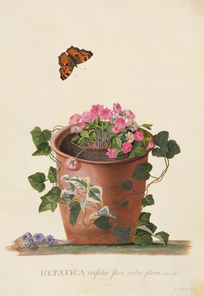 肝トリフォリア（Nobilis）、1745（ヴェラムのガッシュ） 作： ゲオルグ・ディオニシウス・エーレット