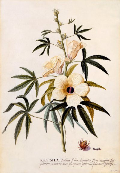 Ketmia、1742年頃の手彩色のエングレービング。 作： "Georg Dionysius Ehret