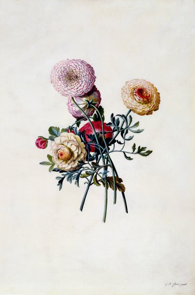 混成ラナンキュラス、1743年頃の手彩色の彫刻。 作： "Georg Dionysius Ehret