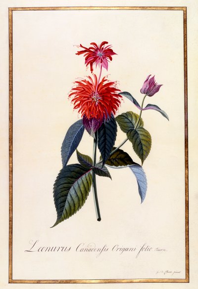 オスウェゴ ティー プラント、1740 年頃の手描きの彫刻。 作： "Georg Dionysius Ehret