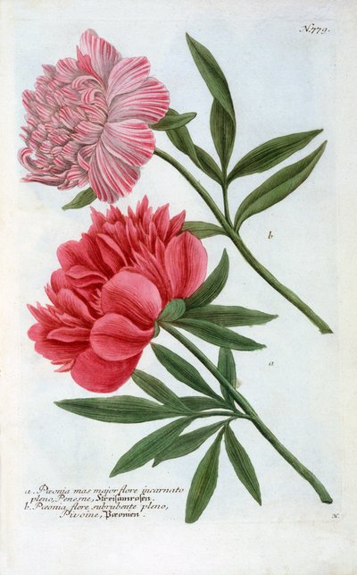 芍薬、1737 年の手彩色彫刻。 作： "Georg Dionysius Ehret