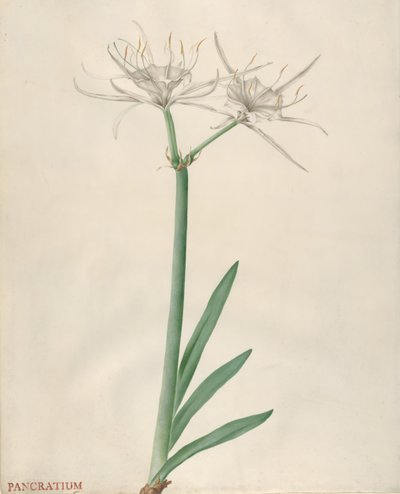パンクラティウム、1738-70。 作： ゲオルグ・ディオニシウス・エーレット
