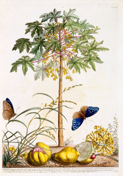 パパイヤ、c。 1748年の手彩色彫刻。 作： "Georg Dionysius Ehret