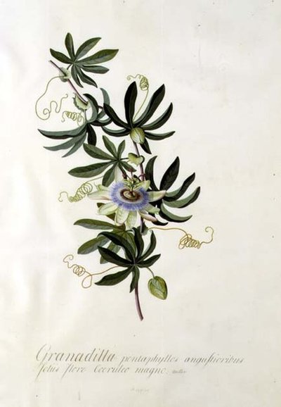 パッションフラワー 作： Georg Dionysius Ehret
