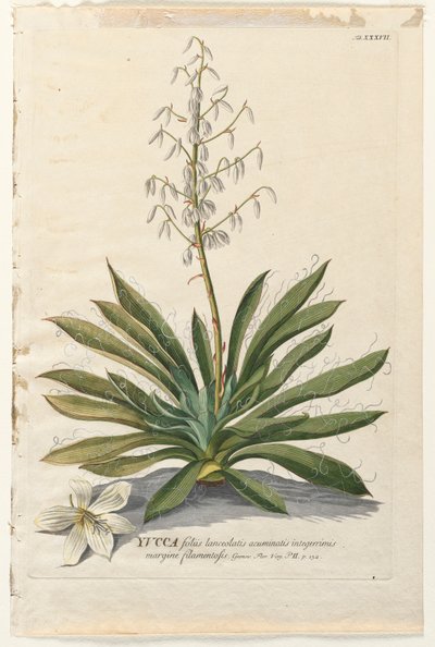 植物を選択：いいえ。 37-ユッカ。 作： ゲオルグ・ディオニシウス・エーレット
