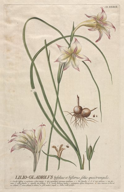 植物を選択：いいえ。 39-ユリ-グラジオラス。 作： ゲオルグ・ディオニシウス・エーレット
