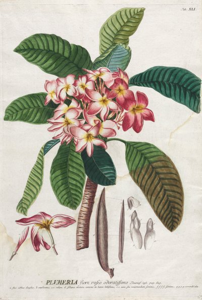 植物を選択：いいえ。 41。 作： Georg Dionysius Ehret