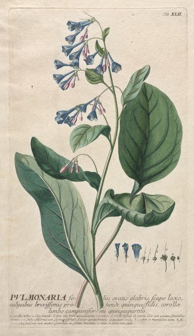 植物を選択：いいえ。 42-肺炎。 作： Georg Dionysius Ehret