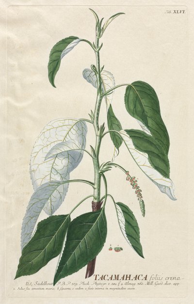 植物を選択：いいえ。 46-タカマハカ。 作： Georg Dionysius Ehret