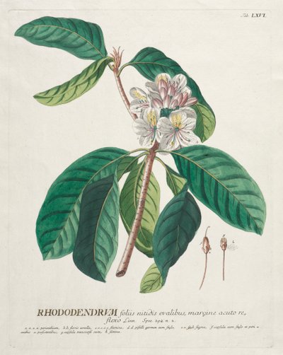 植物を選択：いいえ。 66-シャクナゲ。 作： ゲオルグ・ディオニシウス・エーレット