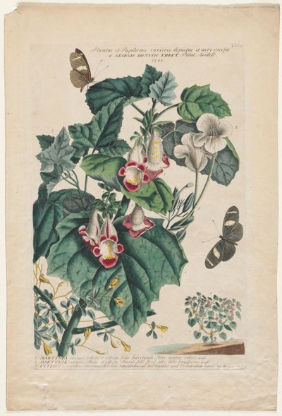 珍しい植物と蝶: マーティニア 作： Georg Dionysius Ehret