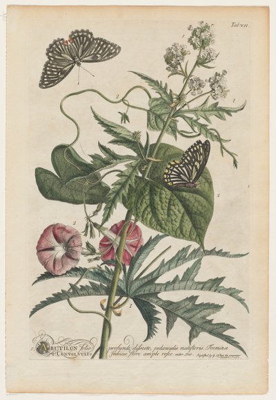 珍しい植物や蝶7、1748。 作： ゲオルグ・ディオニシウス・エーレット