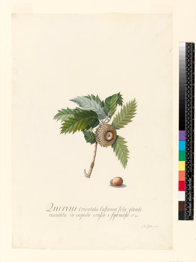 Quercus Orientalis、1742（WCおよびベラムのボディカラー） 作： ゲオルグ・ディオニシウス・エーレット