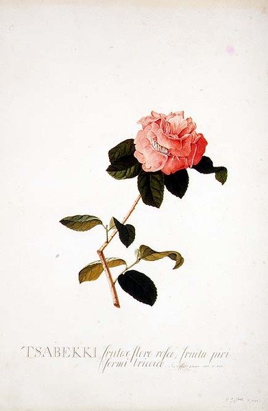 ロサ・ツァベッキ 作： Georg Dionysius Ehret