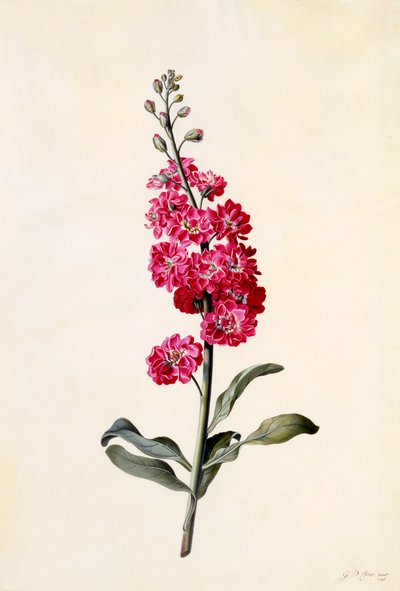 ストック・マティオラ・インカナ、c。 1746年の手彩色彫刻。 作： "Georg Dionysius Ehret