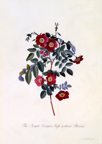 茨のないロイヤル・ヴァージン・ローズ」、c.1745年の手彩色のエングレーヴィング。 作： "Georg Dionysius Ehret