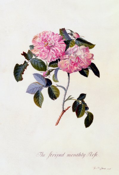 縞模様の月見草、1745年頃、手彩色のエングレービング。 作： "Georg Dionysius Ehret