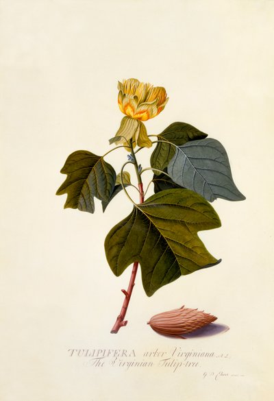 ヴァージニアのチューリップの木」 1743年頃の手彩色のエングレーヴィング。 作： "Georg Dionysius Ehret
