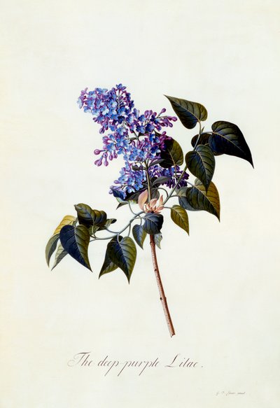 深い紫色のライラック。 作： "Georg Dionysius Ehret