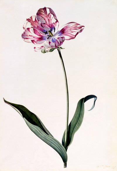 チューリップ、c。 1745年の手彩色彫刻。 作： "Georg Dionysius Ehret