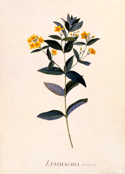 黄色のオカトラノオ、c 1760 手描きの彫刻。 作： "Georg Dionysius Ehret
