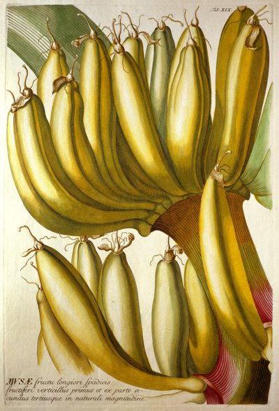 若いバナナ、CJ Trewの「Plantae Selectae」、1750-73 作： ゲオルグ・ディオニシウス・エーレット