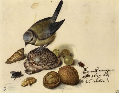 シジュウカラ、貝殻、果物、昆虫のある静物、1629年。 作： Georg Flegel